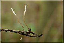 Attēlu rezultāti vaicājumam “Typhula erythropus”