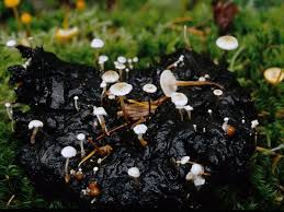 Attēlu rezultāti vaicājumam “Collybia tuberosa”