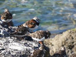 Attēlu rezultāti vaicājumam “Arenaria interpres adult”