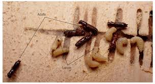 Attēlu rezultāti vaicājumam “Bolitophagus reticulatus larva”