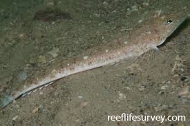 Image result for Platycephalus richardsoni