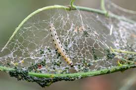 Attēlu rezultāti vaicājumam “Yponomeuta evonymella imago”