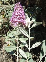 Image result for Buddleja davidii