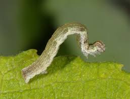 Attēlu rezultāti vaicājumam “Cyclophora pendularia”
