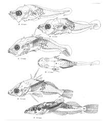 Image result for Platycephalus richardsoni