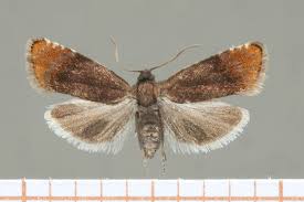 Attēlu rezultāti vaicājumam “Pammene rhediella”