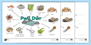 Image result for Seren Dwr