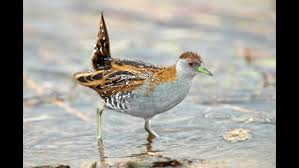 Image result for Porzana pusilla