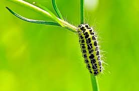 Attēlu rezultāti vaicājumam “Zygaena lonicerae larva”