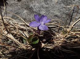 Attēlu rezultāti vaicājumam “Viola rupestris flower”