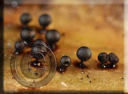 Attēlu rezultāti vaicājumam “Lamproderma elasticum macro”