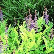 Attēlu rezultāti vaicājumam “Galega orientalis flower”