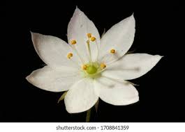 Attēlu rezultāti vaicājumam “Trientalis europaea bud”