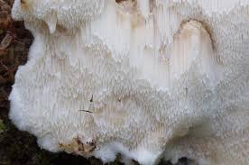 Attēlu rezultāti vaicājumam “Sarcoporia polyspora”