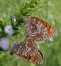 Attēlu rezultāti vaicājumam “Melitaea phoebe upperside”