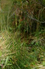 Attēlu rezultāti vaicājumam “Juncus squarrosus”