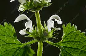 Attēlu rezultāti vaicājumam “Lamium album leaf”