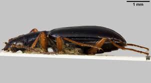 Attēlu rezultāti vaicājumam “Bembidion litorale”