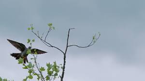 Attēlu rezultāti vaicājumam “Cuculus canorus adult”