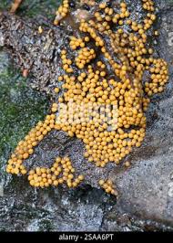 Attēlu rezultāti vaicājumam “Trichia varia”