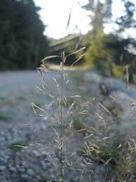 Attēlu rezultāti vaicājumam “Agrostis canina leaf”