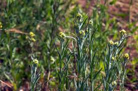 Attēlu rezultāti vaicājumam “Helichrysum arenarium bud”