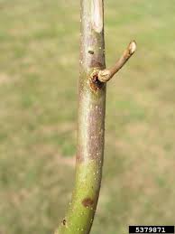 Attēlu rezultāti vaicājumam “Hymenoscyphus fraxineus”