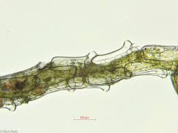 Attēlu rezultāti vaicājumam “Sphagnum tenellum”