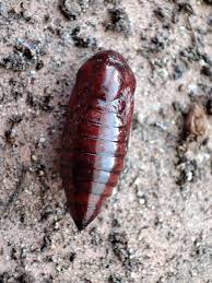 Attēlu rezultāti vaicājumam “Scardia boletella pupa”