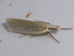 Attēlu rezultāti vaicājumam “Crambus pratella”