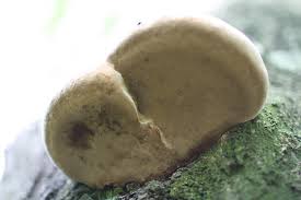 Attēlu rezultāti vaicājumam “Phellinus robustus”