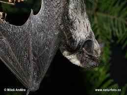 Attēlu rezultāti vaicājumam “Vespertilio murinus”