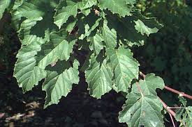 Attēlu rezultāti vaicājumam “Acer tataricum leaf”