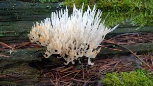 Attēlu rezultāti vaicājumam “Lentaria epichnoa”