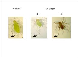 Attēlu rezultāti vaicājumam “Acyrthosiphon”