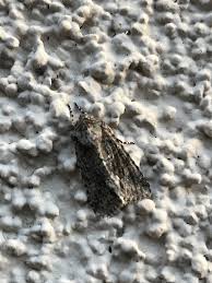 Attēlu rezultāti vaicājumam “Noctuidae”