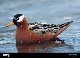 Attēlu rezultāti vaicājumam “Phalaropus fulicarius”