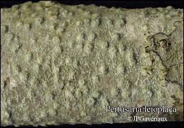 Attēlu rezultāti vaicājumam “Pertusaria leioplaca”