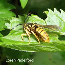 Attēlu rezultāti vaicājumam “Sesiidae”