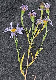 Image result for Aster lanceolatus