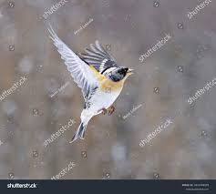 Attēlu rezultāti vaicājumam “Fringilla montifringilla male”