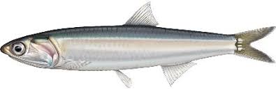 Image result for Myzopsetta ferruginea