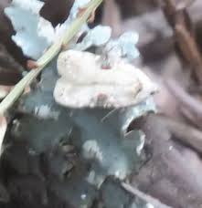 Attēlu rezultāti vaicājumam “Agonopterix alstromeriana”