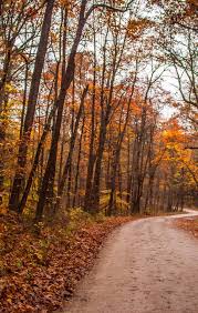 Bildergebnis für Fall…