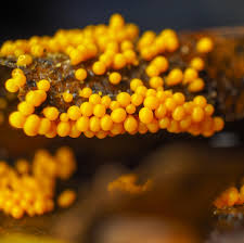 Attēlu rezultāti vaicājumam “Lamproderma ovoideum stalked”