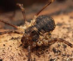 Attēlu rezultāti vaicājumam “Lophopilio palpinalis”