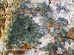 Attēlu rezultāti vaicājumam “Opegrapha atra”