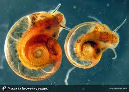 Attēlu rezultāti vaicājumam “Planorbidae”