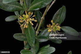 Attēlu rezultāti vaicājumam “Buxus sempervirens flower”