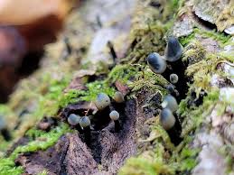 Attēlu rezultāti vaicājumam “Holwaya mucida”